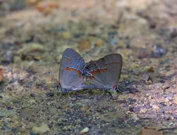 Red-banded Hairstreak mating
